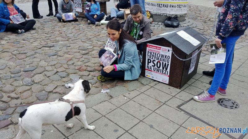 Przykuli się do budy - akcja przeciwko dręczeniu zwierząt Foto: TD Przykuli się do budy - akcja przeciwko dręczeniu zwierząt Foto: TD