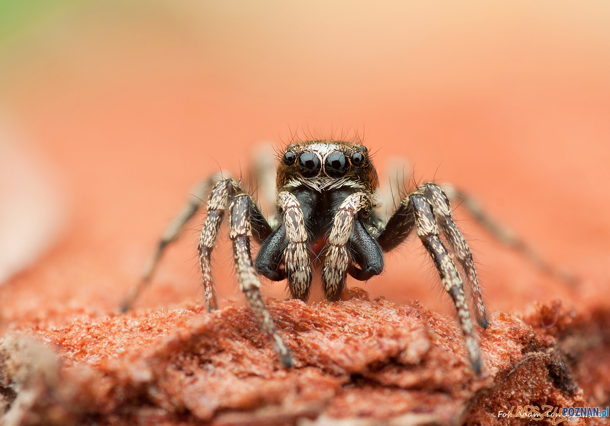Skakun Foto: Adam Tomaszewski Skakun Foto: Adam Tomaszewski