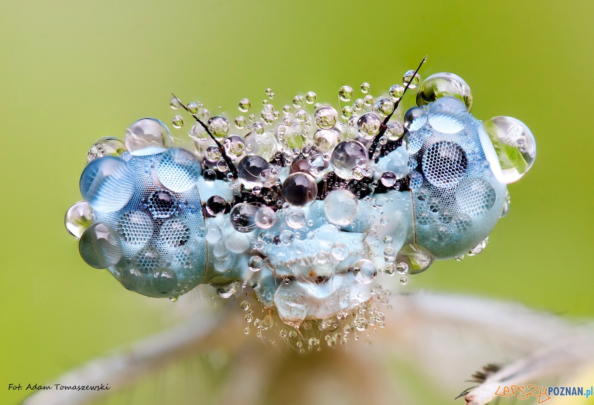 Ważka Foto: Adam Tomaszewski Ważka Foto: Adam Tomaszewski
