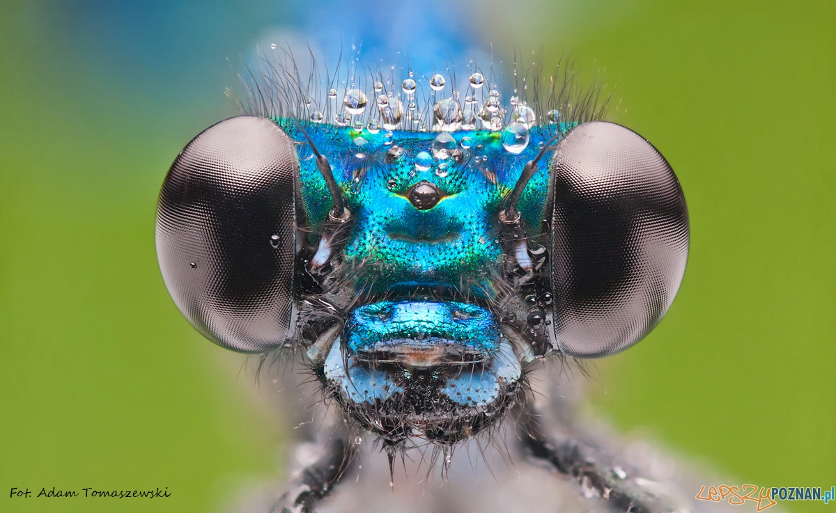 Ważka Foto: Adam Tomaszewski Ważka Foto: Adam Tomaszewski