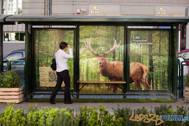 Las. Przystanek od codziennosci Foto: Las. Przystanek od codziennosci Foto: