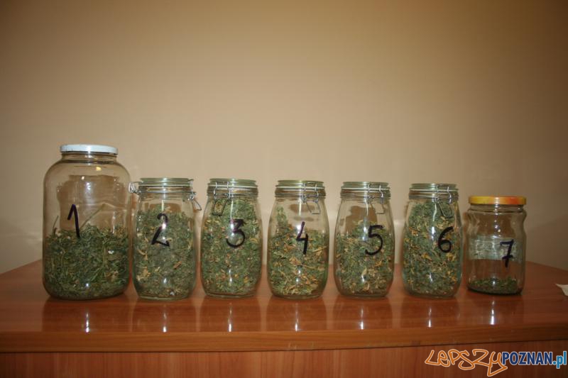 Polcja zatrzymala plantatora marihuany (1) Foto: Polcja zatrzymala plantatora marihuany (1) Foto: