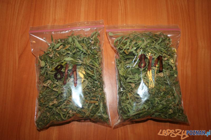 Polcja zatrzymala plantatora marihuany (2) Foto: Polcja zatrzymala plantatora marihuany (2) Foto: