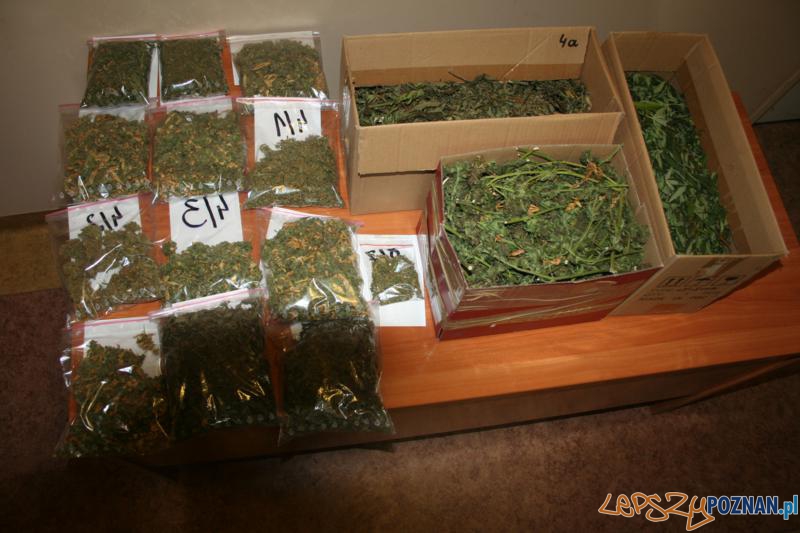 Polcja zatrzymala plantatora marihuany (3) Foto: Polcja zatrzymala plantatora marihuany (3) Foto: