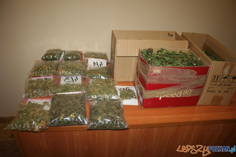 Polcja zatrzymala plantatora marihuany (4) Foto: Polcja zatrzymala plantatora marihuany (4) Foto: