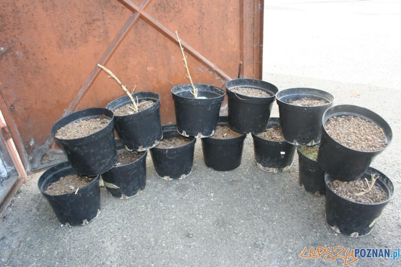 Polcja zatrzymala plantatora marihuany (5) Foto: Polcja zatrzymala plantatora marihuany (5) Foto: