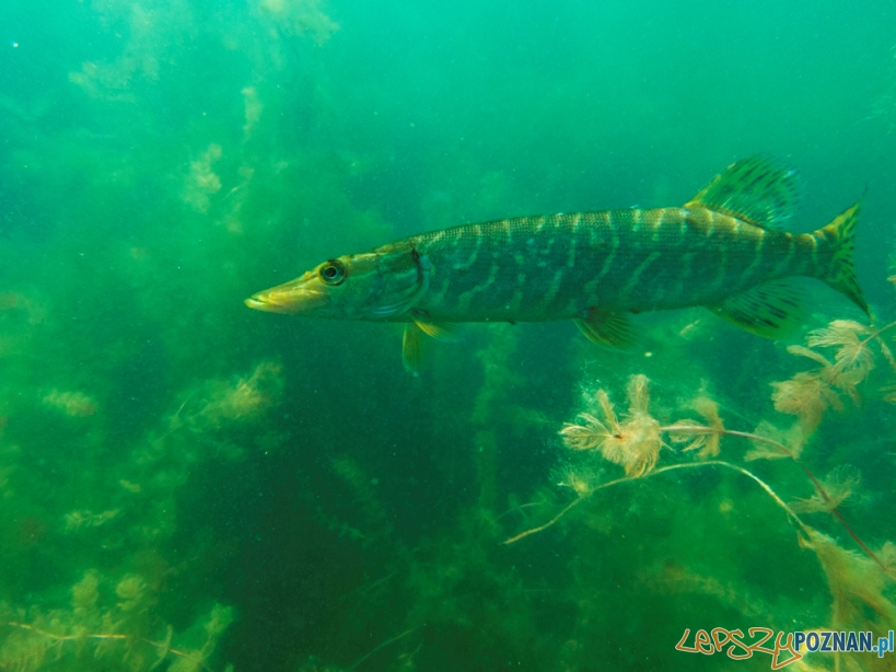 Szczupak w jeziorze Swarzędzkim Foto: mat. prasowe Szczupak w jeziorze Swarzędzkim Foto: mat. prasowe
