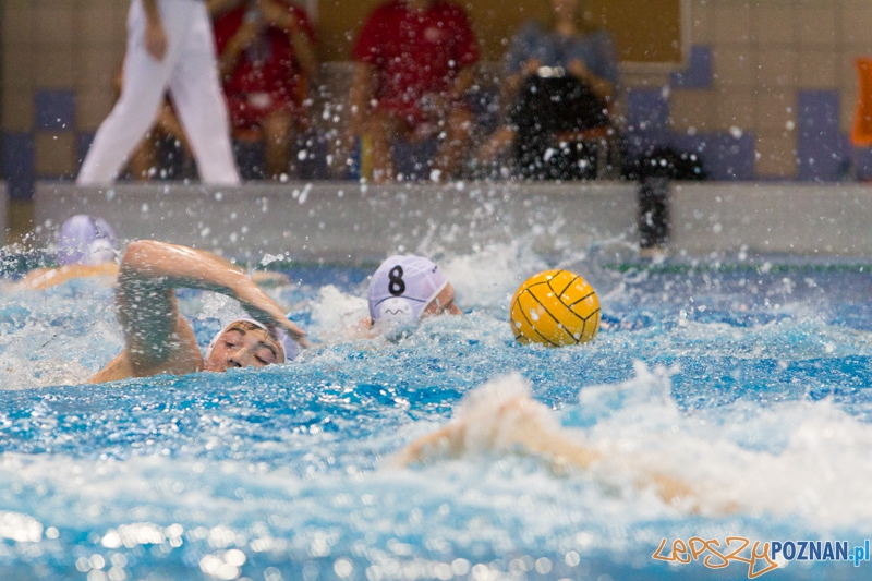 DSW Waterpolo Poznań - WTS Bytom, Termy Maltańskie 23.11.2013 r. (Paweł Wielogórski) Foto: lepszyPOZNAN.pl / Piotr Rychter DSW Waterpolo Poznań - WTS Bytom, Termy Maltańskie 23.11.2013 r. (Paweł Wielogórski) Foto: lepszyPOZNAN.pl / Piotr Rychter