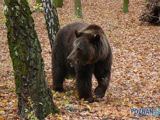 Na wybiegu Foto: ZOO w Poznaniu Na wybiegu Foto: ZOO w Poznaniu