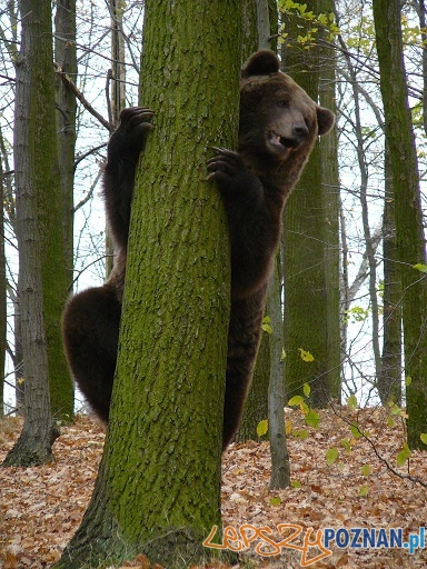 To jest moje drzewo Foto: ZOO Poznań To jest moje drzewo Foto: ZOO Poznań