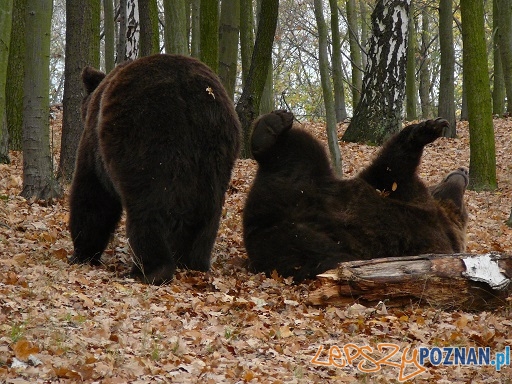 Turlam się! Foto: ZOO Poznań Turlam się! Foto: ZOO Poznań