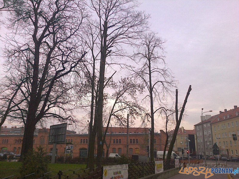 Kto zniszczyl zieleń na Łazarzu Foto: Janusz Ludwiczak/lazarz.pl Kto zniszczyl zieleń na Łazarzu Foto: Janusz Ludwiczak/lazarz.pl