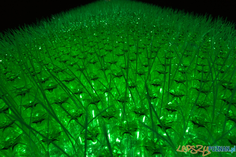 Ekologiczna choinka Foto: lepszyPOZNAN.pl / Piotr Rychter Ekologiczna choinka Foto: lepszyPOZNAN.pl / Piotr Rychter