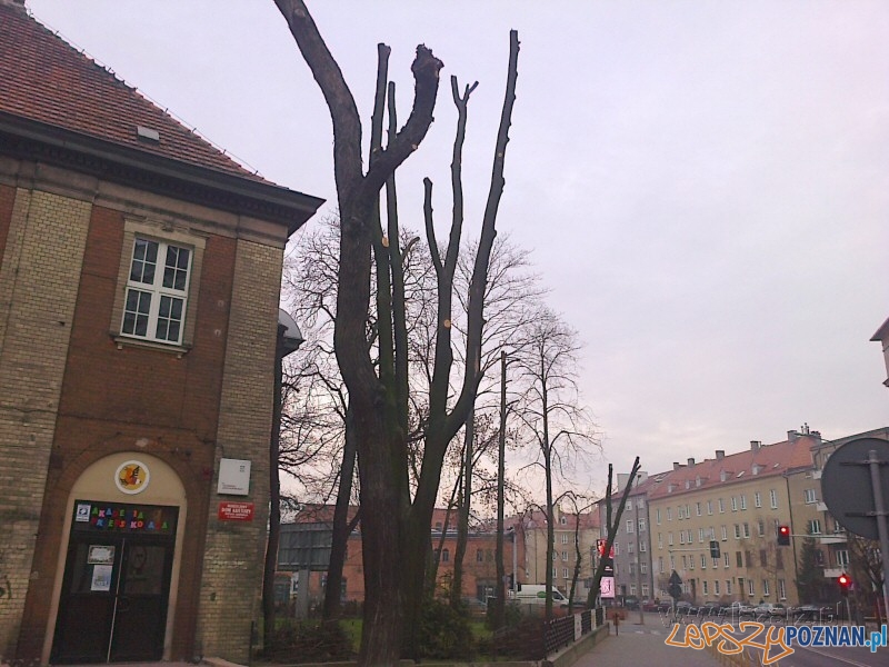 Oszpecone drzewa na Jarochowskiego Foto: Janusz Ludwiczak/lazarz.pl Oszpecone drzewa na Jarochowskiego Foto: Janusz Ludwiczak/lazarz.pl
