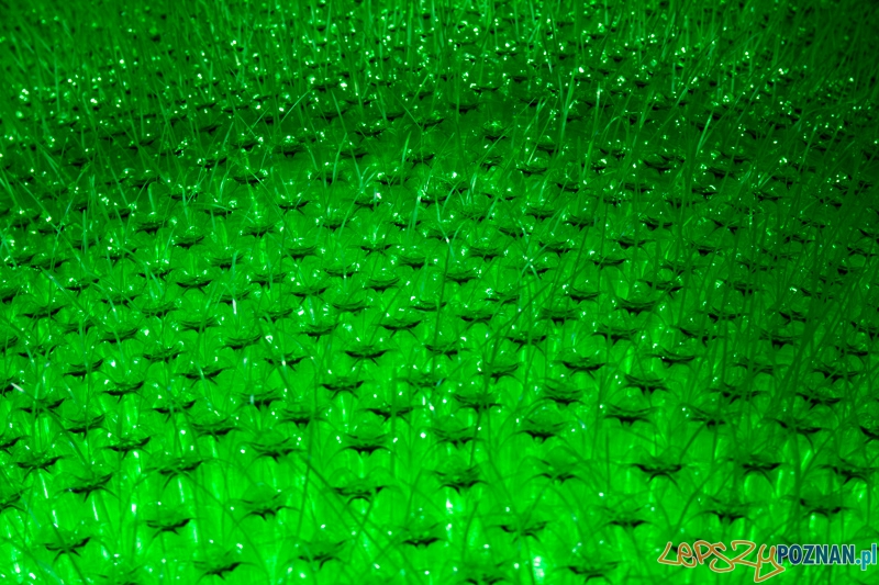 Ekologiczna choinka Foto: lepszyPOZNAN.pl / Piotr Rychter Ekologiczna choinka Foto: lepszyPOZNAN.pl / Piotr Rychter