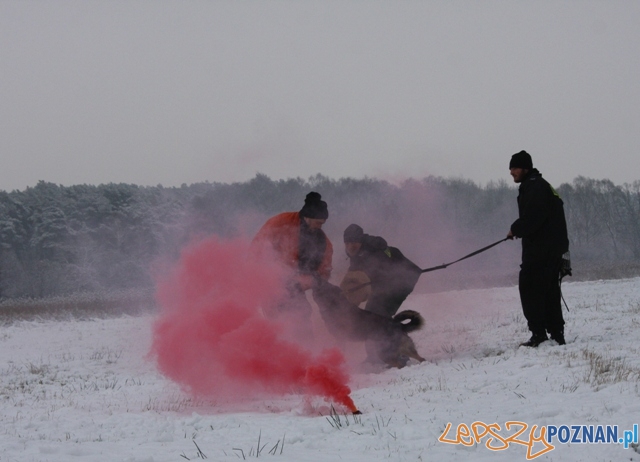 Ćwiczenia z psami Foto: KM Policji w Poznaniu Ćwiczenia z psami Foto: KM Policji w Poznaniu