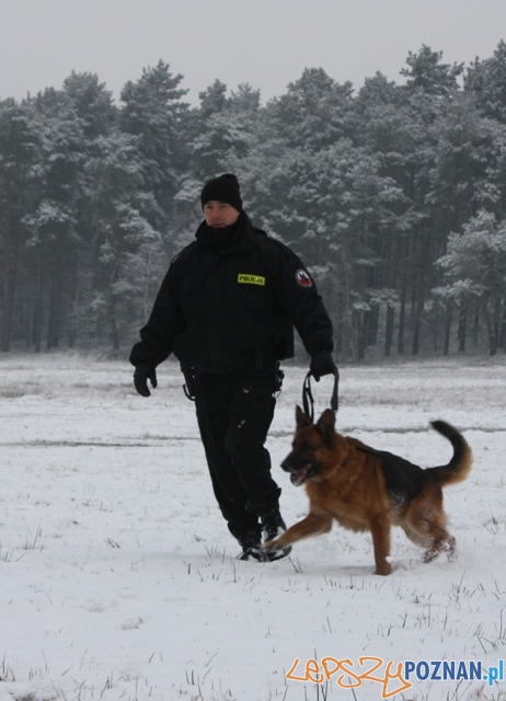 Policyjne psy Foto: KM Policji w Poznaniu Policyjne psy Foto: KM Policji w Poznaniu