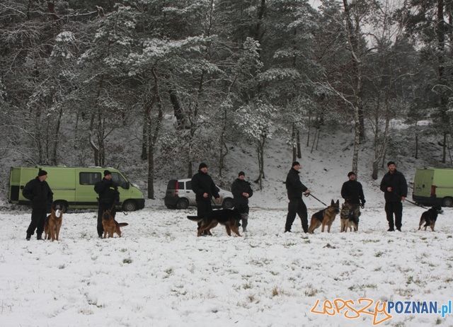 Szkolenie psów Foto: KM Policji w Poznaniu Szkolenie psów Foto: KM Policji w Poznaniu