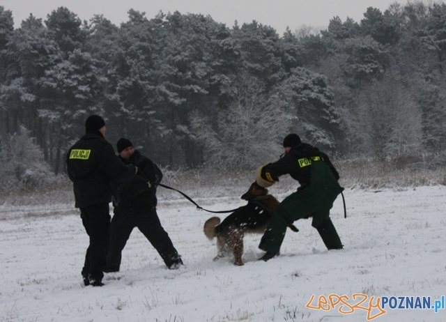 Szkolenie psów policyjnych Foto: KM Policji w Poznaniu Szkolenie psów policyjnych Foto: KM Policji w Poznaniu