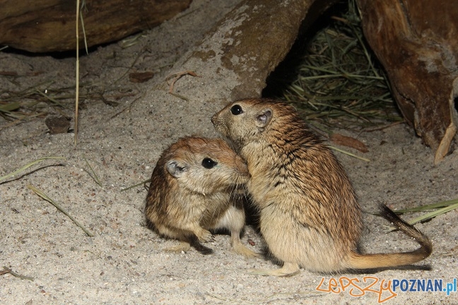 Piaskówki z ZOO Foto: ZOO Poznań Piaskówki z ZOO Foto: ZOO Poznań