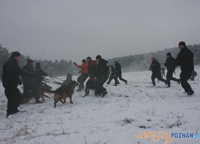 Psy policyjne Foto: KM Policji w Poznaniu Psy policyjne Foto: KM Policji w Poznaniu