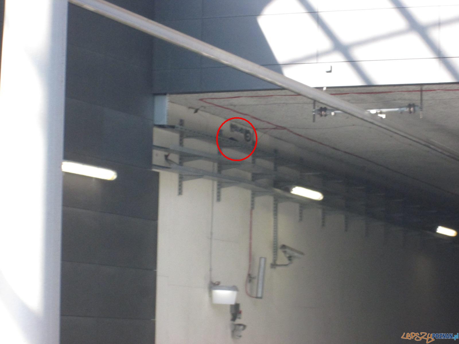 Gołębi problem Foto: poznaniak Gołębi problem Foto: poznaniak