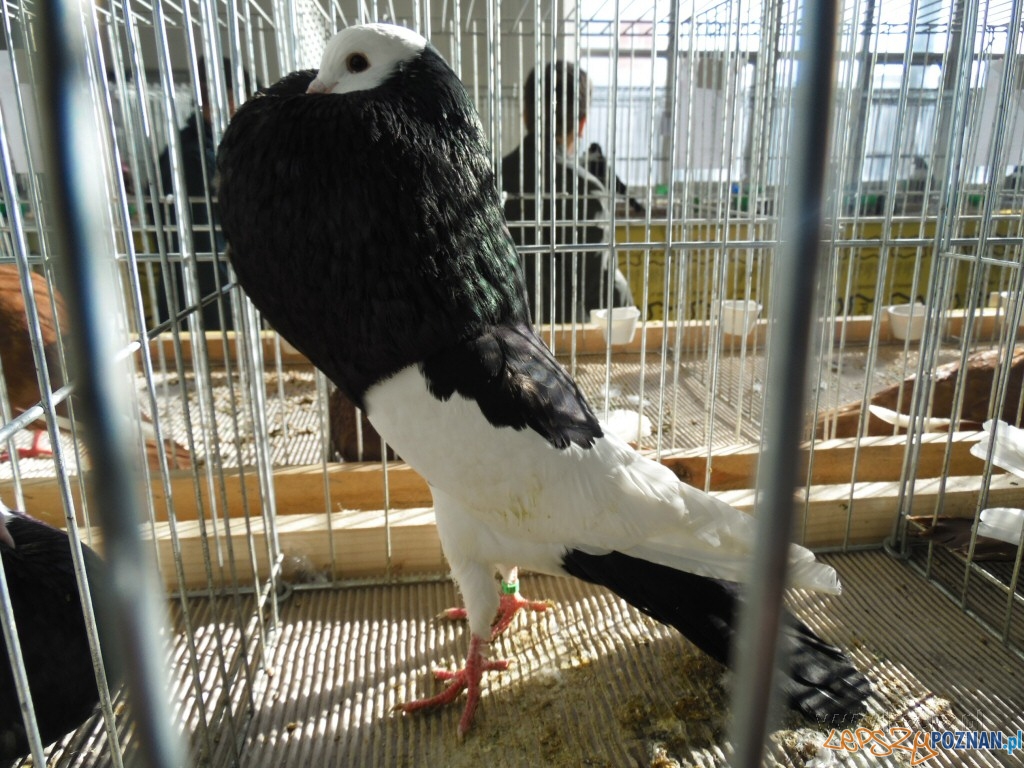 Gołębie na Targach Foto: Janusz Ludwiczak/lazarz.pl Gołębie na Targach Foto: Janusz Ludwiczak/lazarz.pl