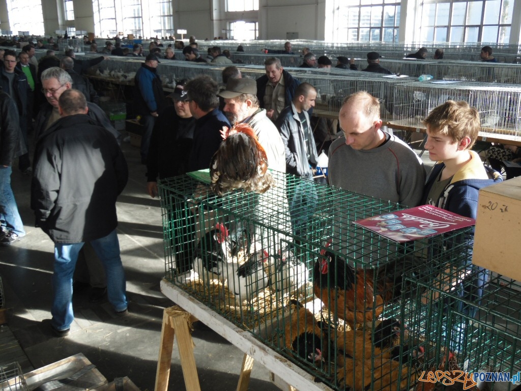 02 Foto: Janusz Ludwiczak/lazarz.pl 02 Foto: Janusz Ludwiczak/lazarz.pl