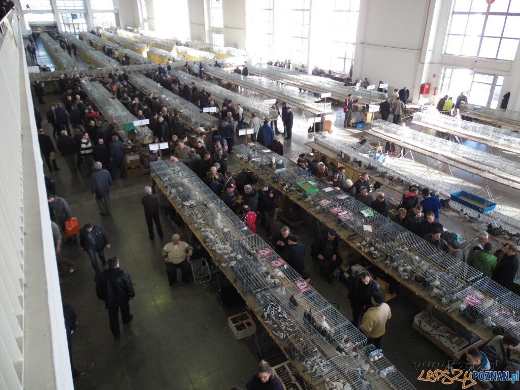 Wystawa ptakow na MTP Foto: Janusz Ludwiczak/lazarz.pl Wystawa ptakow na MTP Foto: Janusz Ludwiczak/lazarz.pl