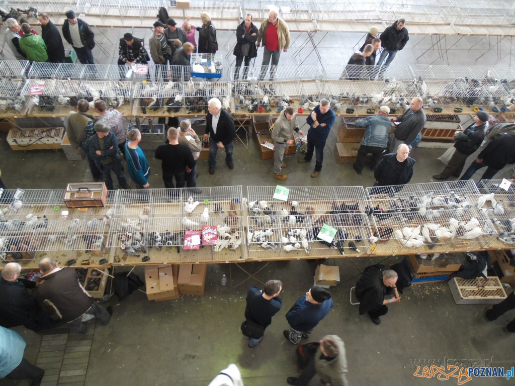 Wystawa ptaków rasowych Foto: Janusz Ludwiczak/lazarz.pl Wystawa ptaków rasowych Foto: Janusz Ludwiczak/lazarz.pl