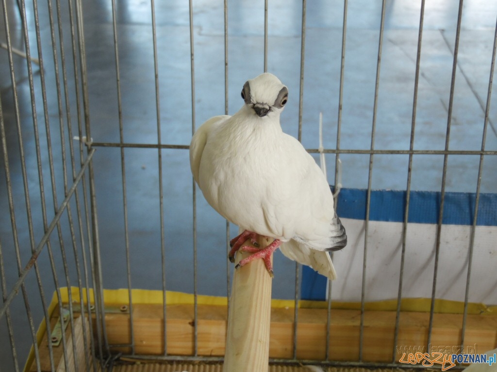 Ptaki na MTP Foto: Janusz Ludwiczak/lazarz.pl Ptaki na MTP Foto: Janusz Ludwiczak/lazarz.pl