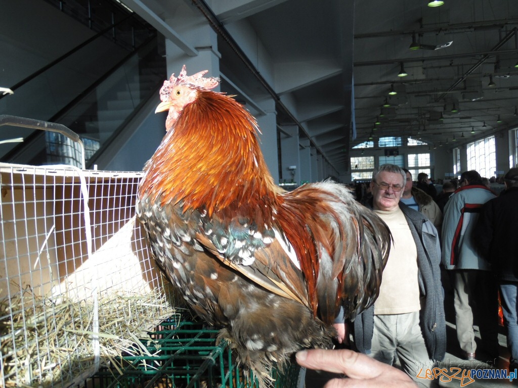 MTP - ptaki na targach Foto: Janusz Ludwiczak/lazarz.pl MTP - ptaki na targach Foto: Janusz Ludwiczak/lazarz.pl