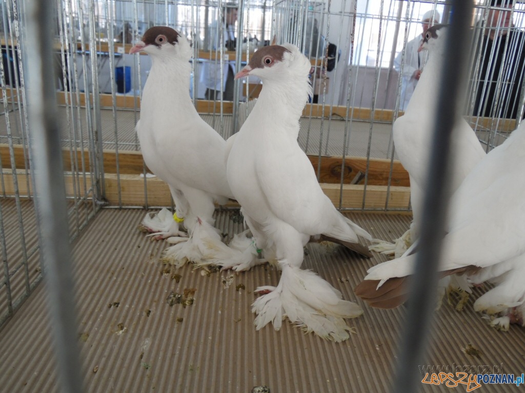 Gołebie na MTP Foto: Janusz Ludwiczak/lazarz.pl Gołebie na MTP Foto: Janusz Ludwiczak/lazarz.pl