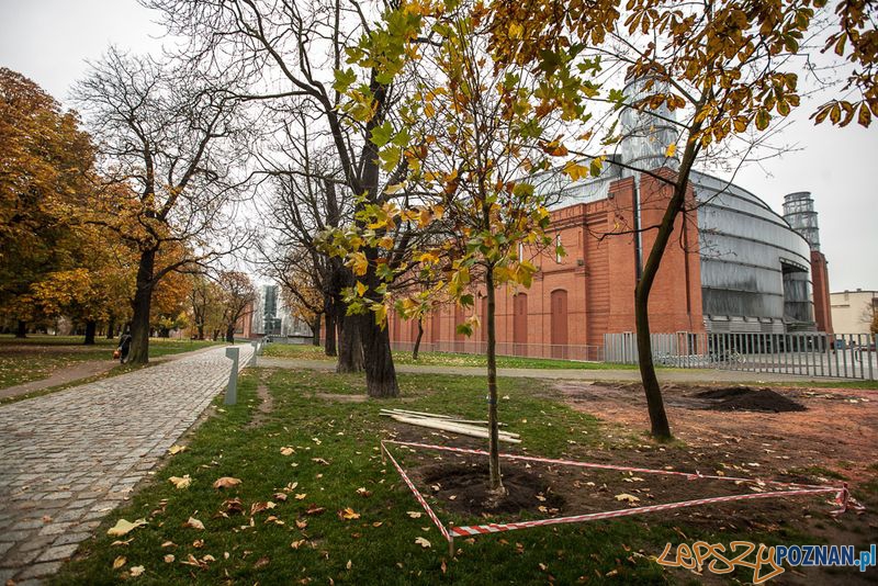Szkółka leśna Foto: Szkółka leśna Foto: