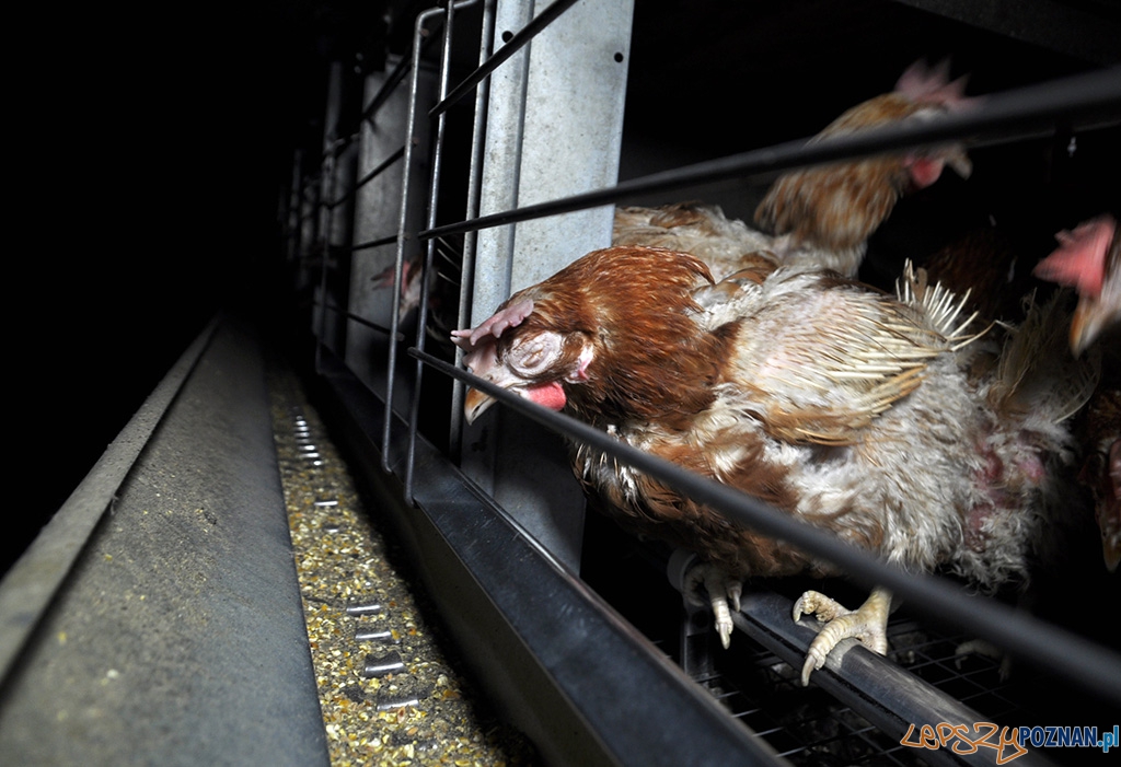 Jak one to znoszą 1 Foto: Jak one to znoszą 1 Foto: