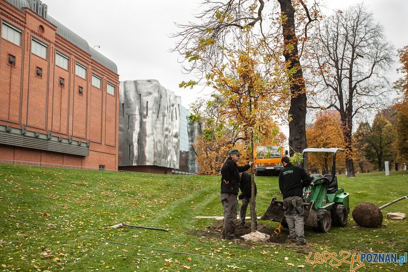 Nowe nasadzenie w parku przy Browarze Foto: Nowe nasadzenie w parku przy Browarze Foto: