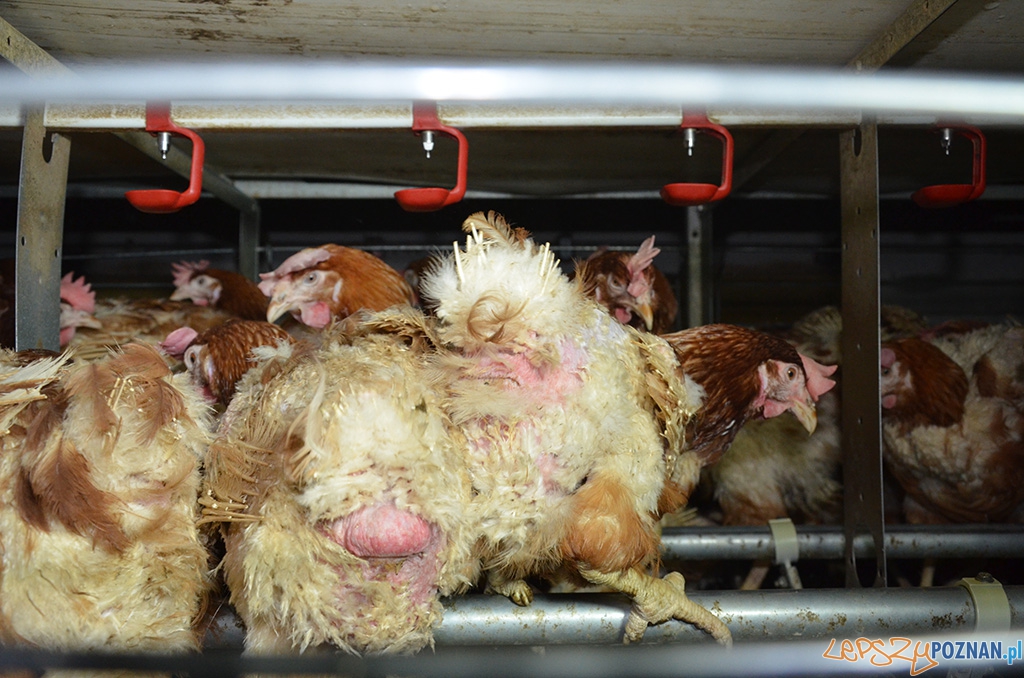 Jak one to znoszą 4 Foto: Jak one to znoszą 4 Foto: