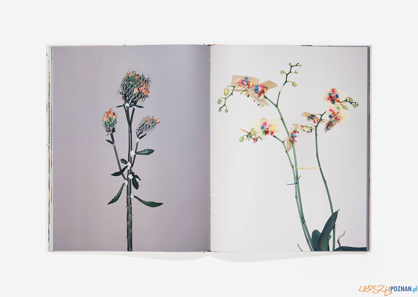 Demontaż kwiatów Foto: Bownik Demontaż kwiatów Foto: Bownik