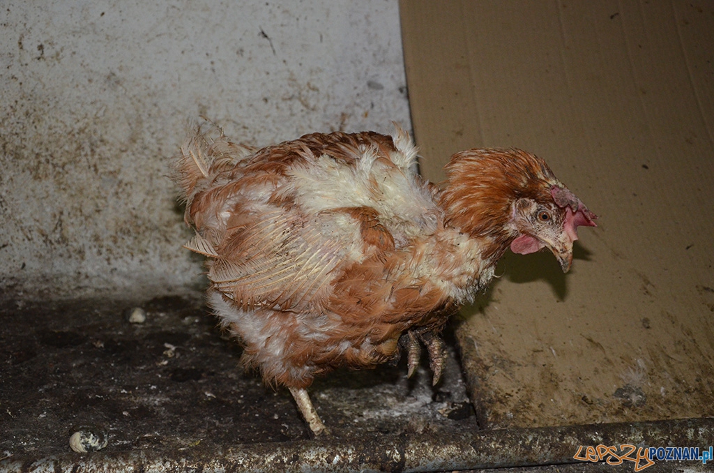 Jak one to znoszą 2 Foto: Jak one to znoszą 2 Foto: