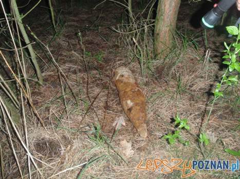 Niewybuchy w lesie (2) Foto: Straż Miejska Niewybuchy w lesie (2) Foto: Straż Miejska