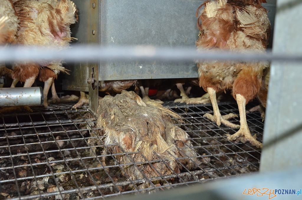 Jak one to znoszą 3 Foto: Jak one to znoszą 3 Foto: