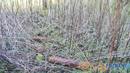 Niewybuchy w lesie (7) Foto: Straż Miejska Niewybuchy w lesie (7) Foto: Straż Miejska