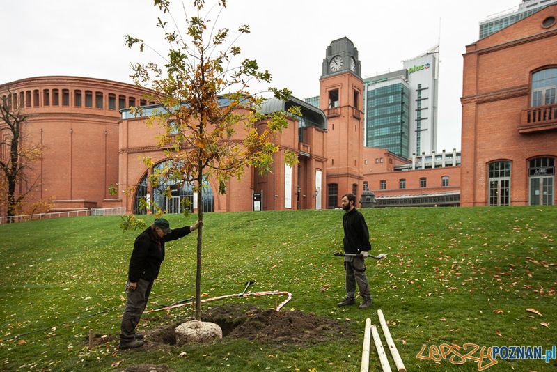 Nowe drzewa Foto: Nowe drzewa Foto: