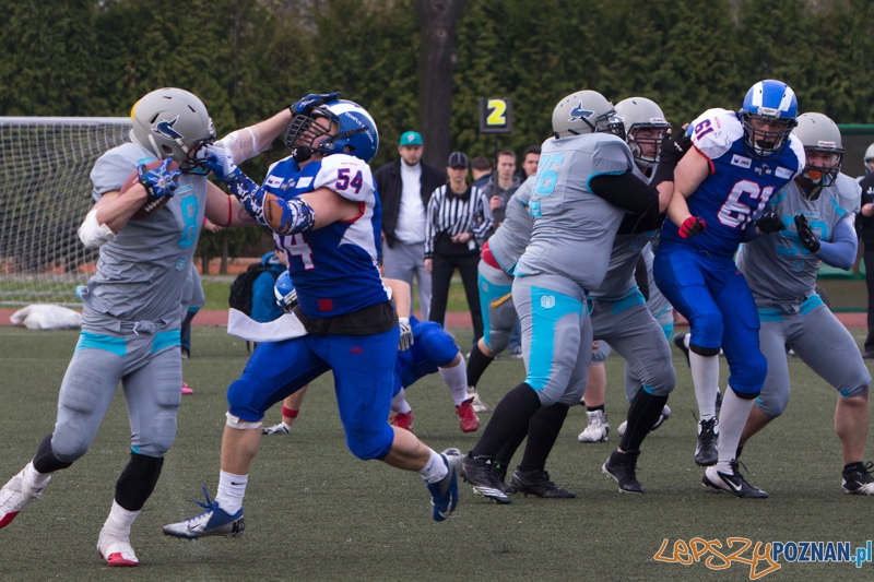 Kozły Poznań - Warsaw Sharks Foto: lepszyPOZNAN.pl / Piotr Rychter Kozły Poznań - Warsaw Sharks Foto: lepszyPOZNAN.pl / Piotr Rychter