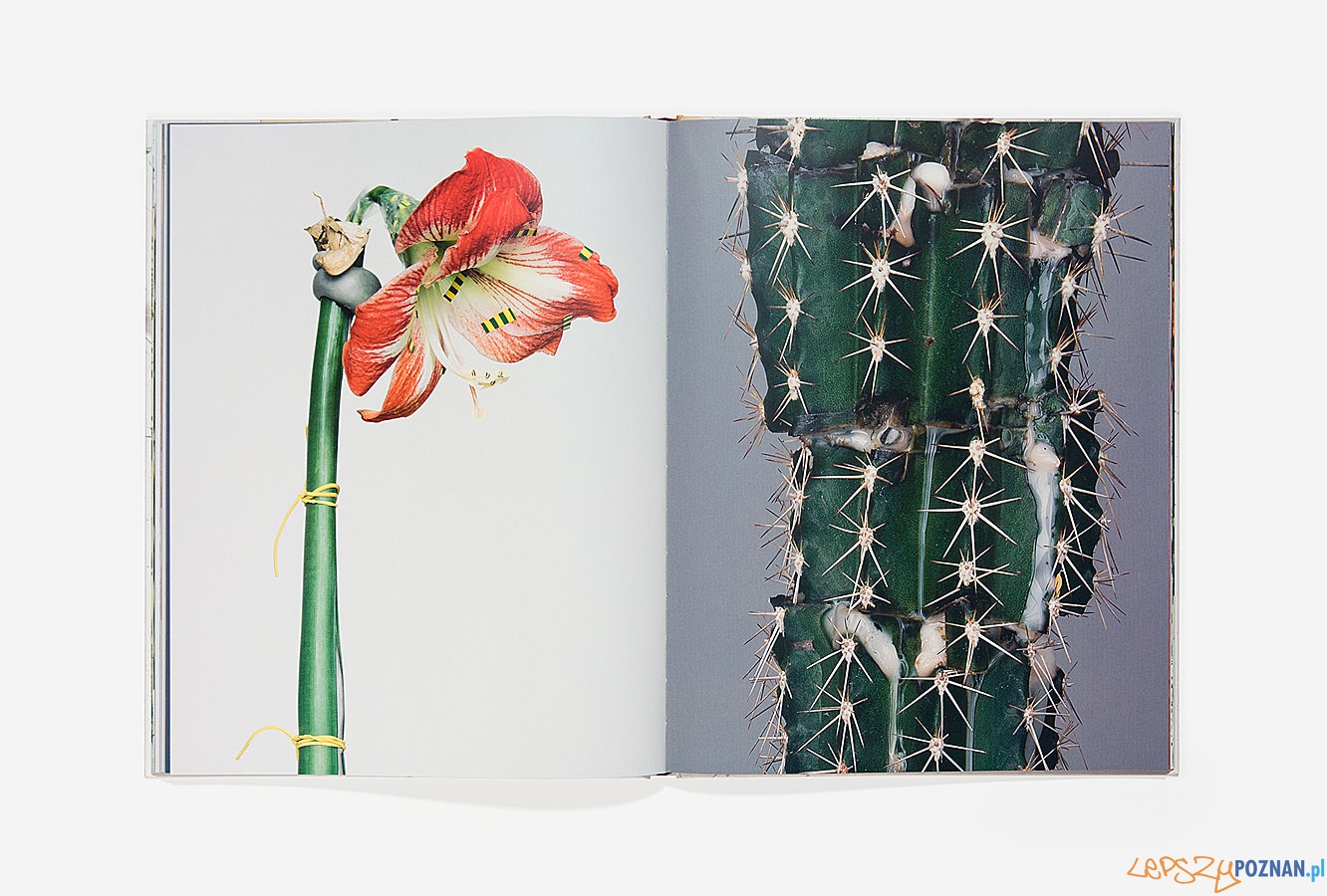 Rozbiór kwiatów Foto: Rozbiór kwiatów Foto: