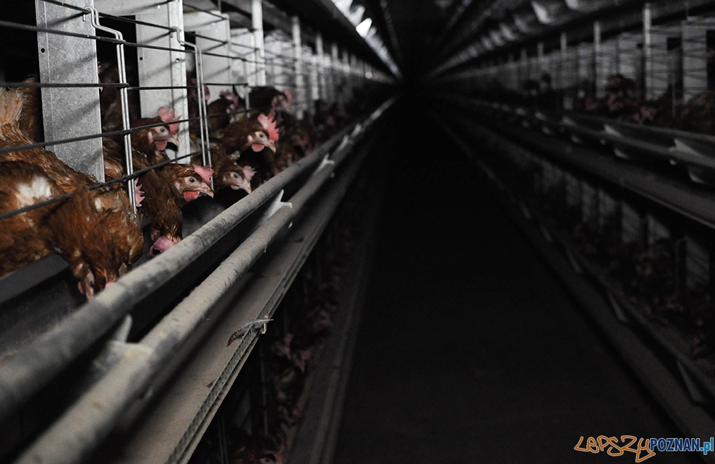 Jak one to znoszą 5 Foto: Jak one to znoszą 5 Foto: