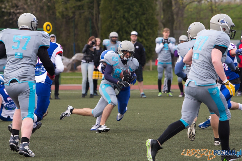 Kozły Poznań - Warsaw Sharks Foto: lepszyPOZNAN.pl / Piotr Rychter Kozły Poznań - Warsaw Sharks Foto: lepszyPOZNAN.pl / Piotr Rychter