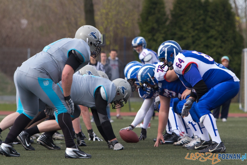 Kozły Poznań - Warsaw Sharks Foto: lepszyPOZNAN.pl / Piotr Rychter Kozły Poznań - Warsaw Sharks Foto: lepszyPOZNAN.pl / Piotr Rychter