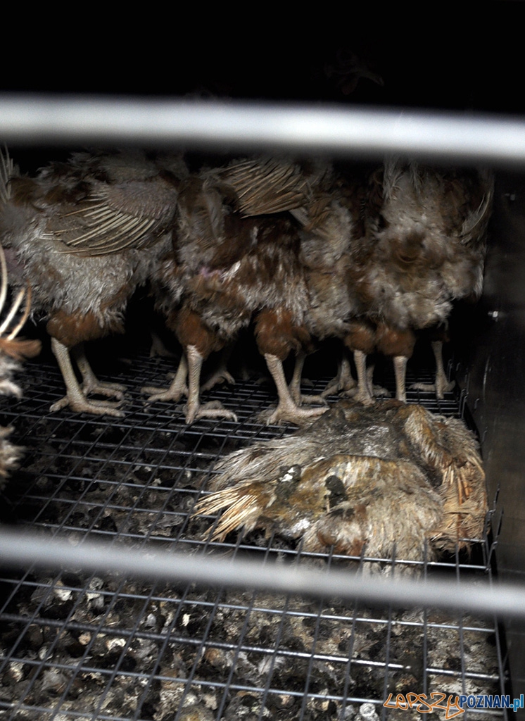 Jak one to znoszą 7 Foto: Jak one to znoszą 7 Foto: