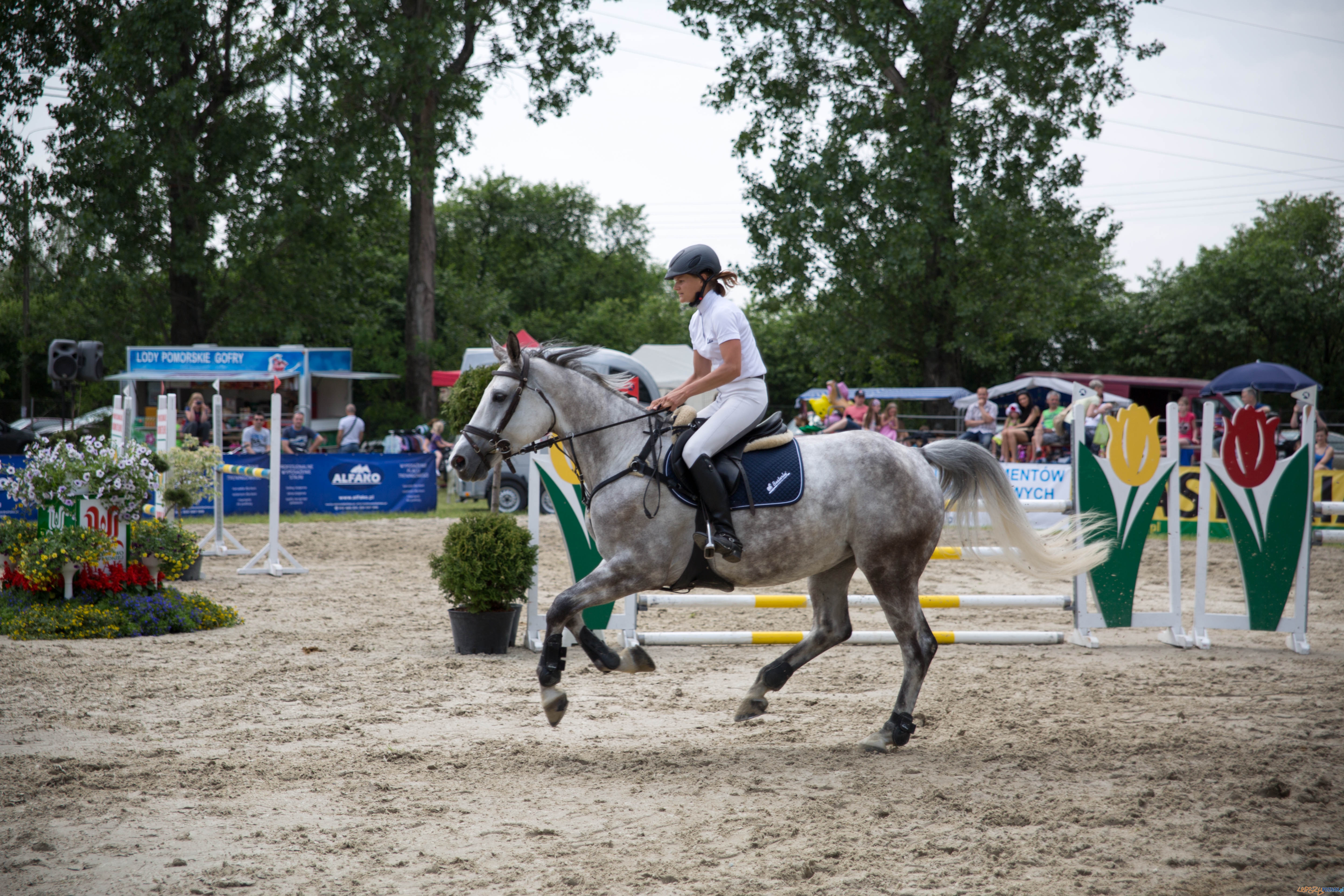 Majówka z koniem Foto: lepszyPOZNAN.pl / Katarzyna Stawecka Majówka z koniem Foto: lepszyPOZNAN.pl / Katarzyna Stawecka
